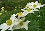 04 Anemoni narcissini (Anemonastrum narcissiflorum) con ospite